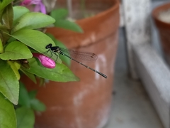 Onychargia atrocyana