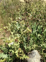 Cirsium fontinale obispoense