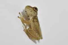 Dendropsophus columbianus
