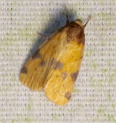 Azenia obtusa