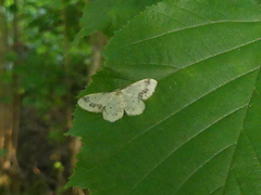 Idaea trigeminata
