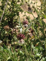 Cirsium fontinale obispoense