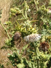 Cirsium fontinale obispoense