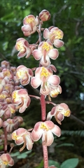 Pyrola aphylla