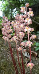 Pyrola aphylla