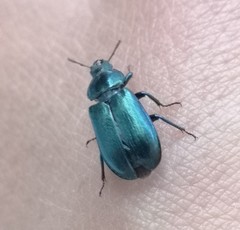 Platycerus caprea