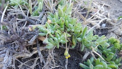 Crassothonna capensis