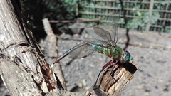 Anax concolor