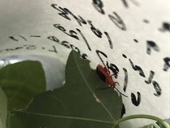 Disonycha discoidea discoidea