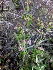 Lippia palmeri