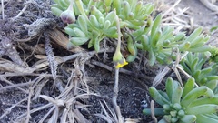 Crassothonna capensis