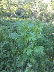 Cirsium kamtschaticum
