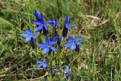 Gentiana bavarica