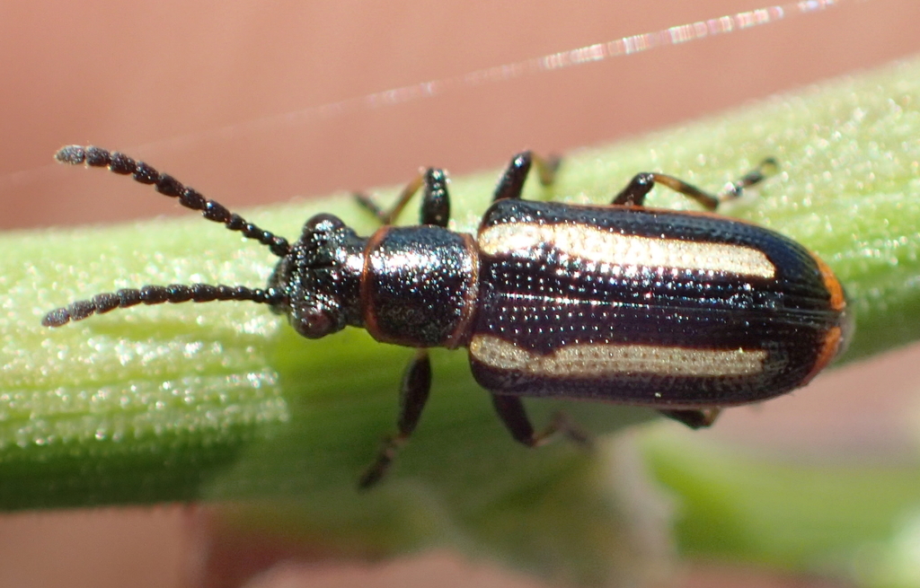 Crioceris macilenta