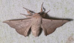 Cicinnus melsheimeri