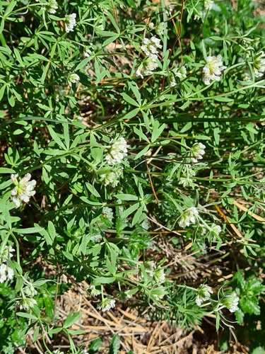 Lotus germanicus, photograph 1