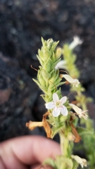 Penstemon deustus