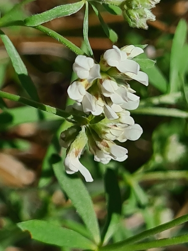 Lotus germanicus, photograph 2
