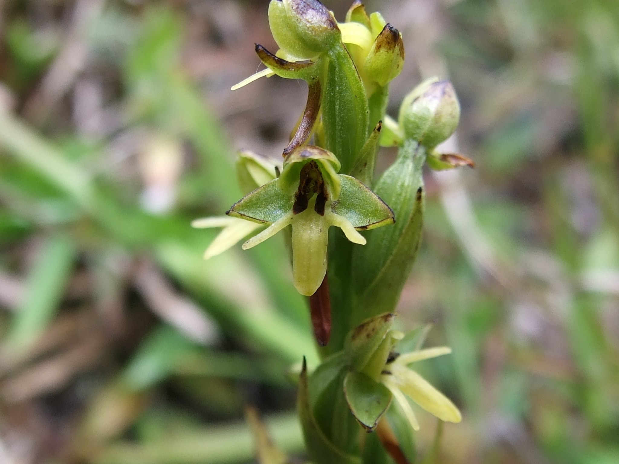 Habenaria gollmeri image