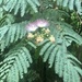 Albizia julibrissin - Photo (c) jakebuller-young,  זכויות יוצרים חלקיות (CC BY-NC)