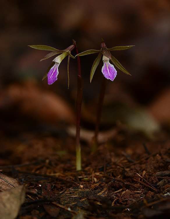 Nervilia infundibulifolia (Nervilia infundibulifolia)