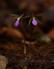 Nervilia infundibulifolia