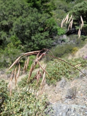 Bromus laevipes