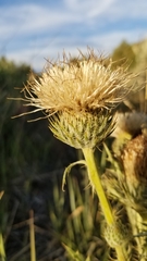 Cirsium cymosum