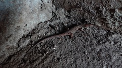Lepidophyma smithii