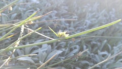 Cyperus laevigatus