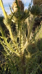 Cirsium cymosum