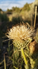 Cirsium cymosum