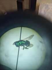 Euperilampus triangularis