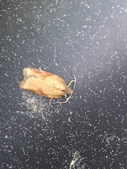 Acleris aspersana