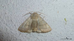 Charanyca trigrammica