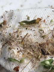 Evergestis rimosalis