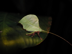 Typophyllum mortuifolium