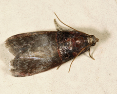 Acrobasis stigmella