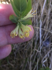 Lonicera caerulea cauriana