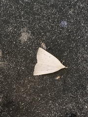 Macrochilo cribrumalis