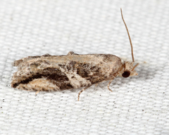 Proteoteras crescentana