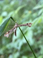 Platyptilia
