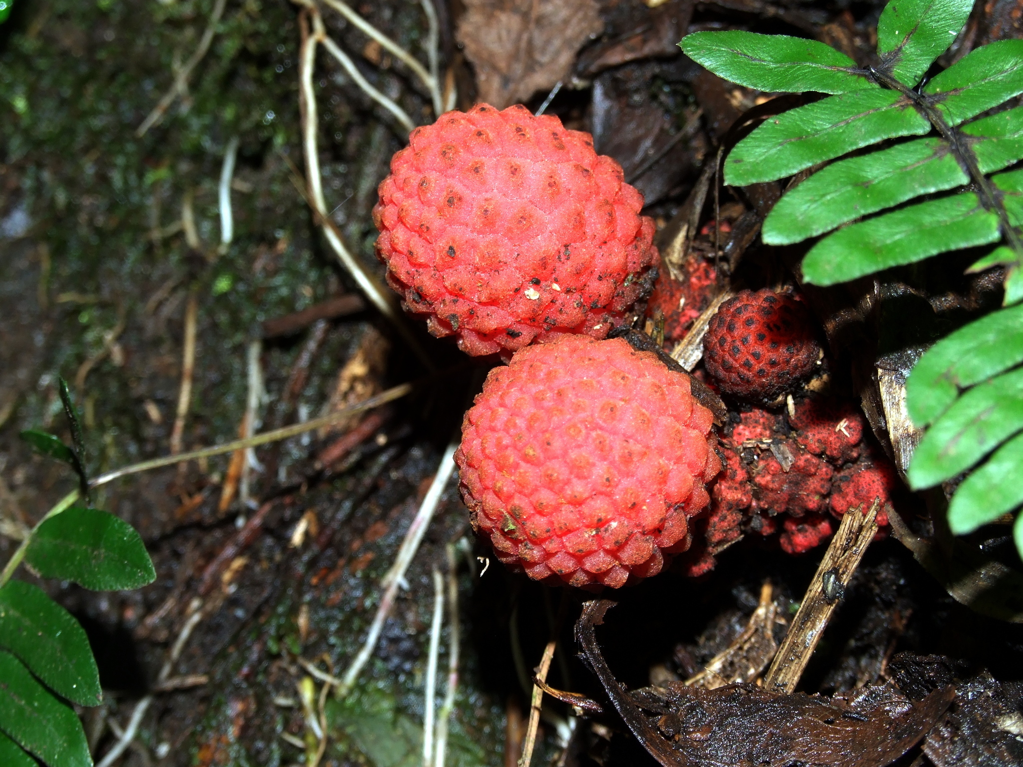 Corynaea crassa image