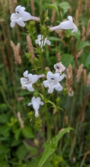 Penstemon digitalis