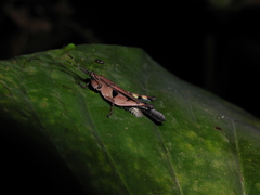 Xiphiola cyanoptera