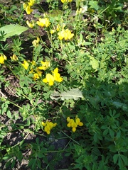 Lotus corniculatus