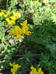 Lotus corniculatus