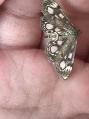 Anania coronata