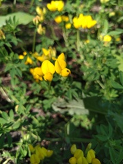 Lotus corniculatus