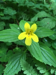 Erythranthe dentata